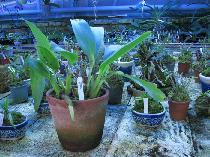 Maxillaria platypetala.jpg