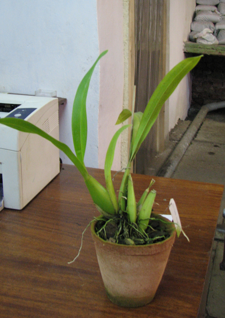 Oncidium Golden Anniversary 'Hildos'.jpg