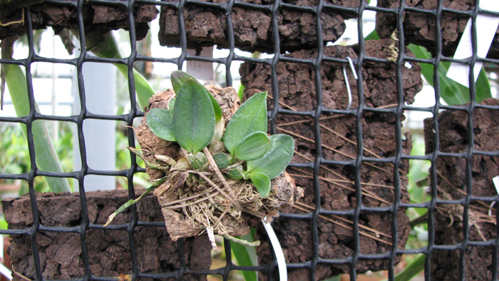 Sophronitis coccinea.jpg