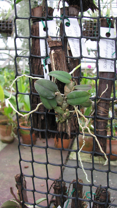 Sophronitis cernua.jpg