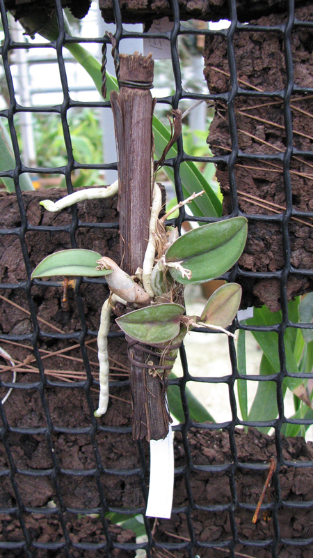 Sophronitis cernua var mineira.jpg