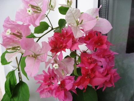 Double Lilarose+Miss Universe.jpg