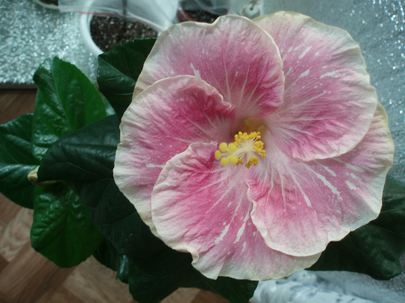 Изображение 003.jpg