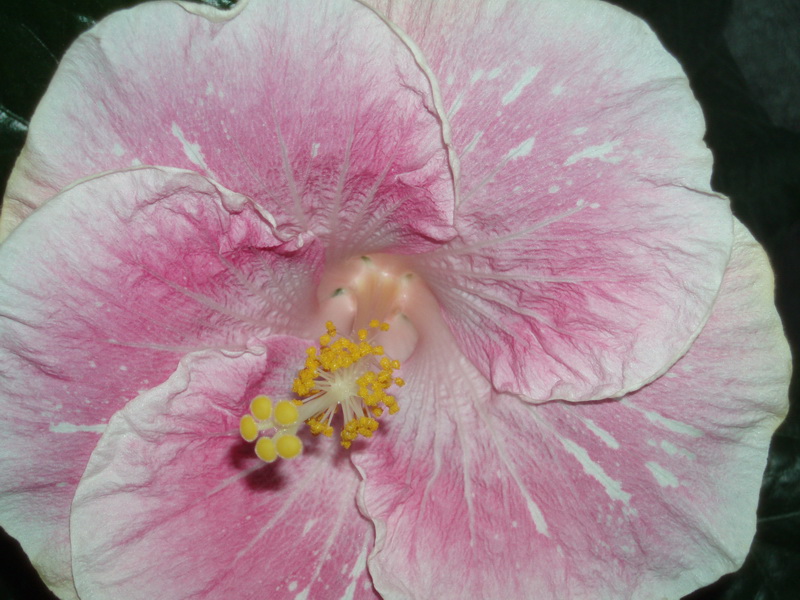 Изображение 004.jpg