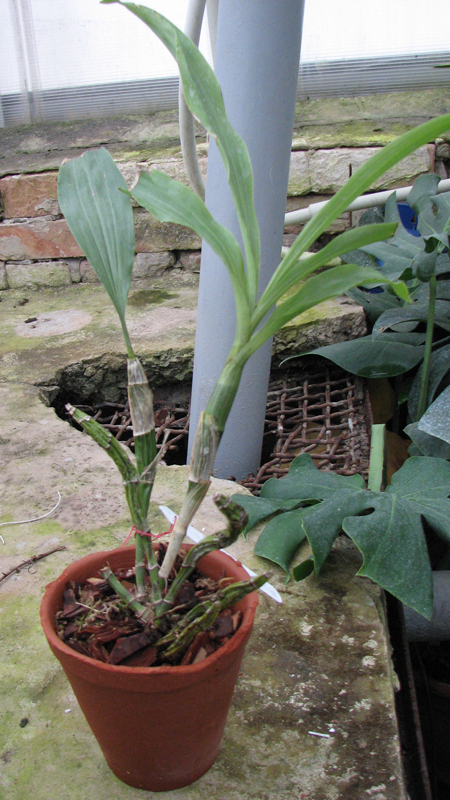 Фото орхидеи Chysis laevis