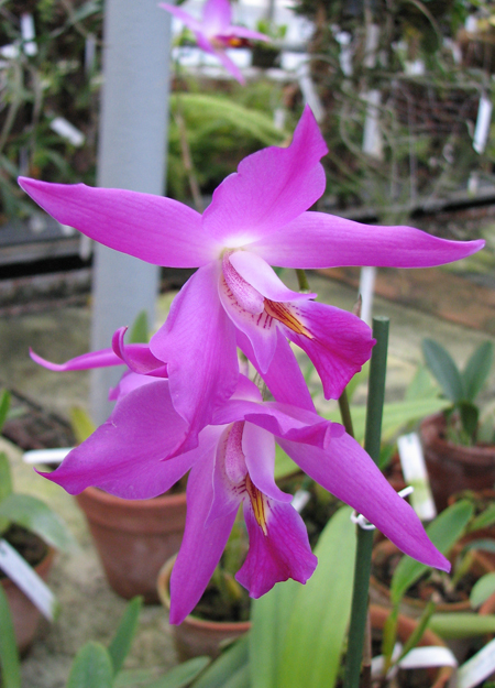 Фото орхидеи Laelia gouldiana