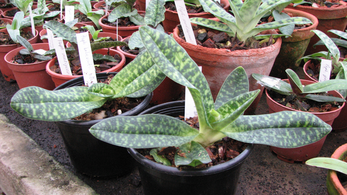 Фото орхидеи Paphiopedilum delenatii alba с бутонами