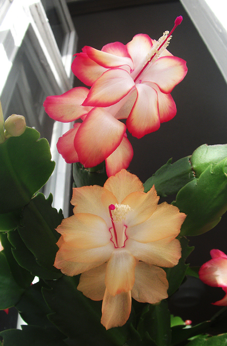 Ну, и дуэтик с Самбой.