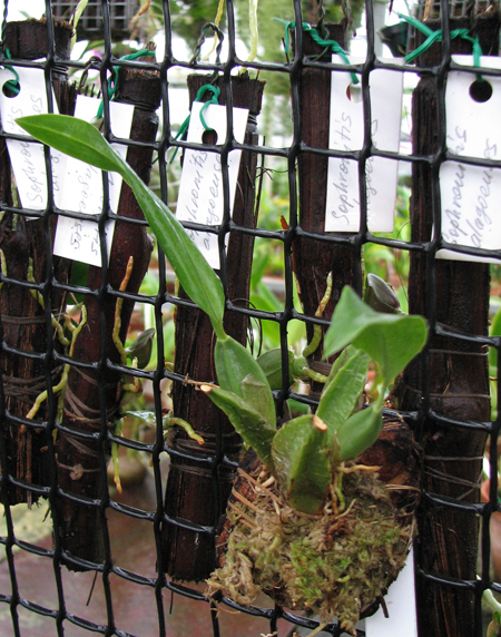 Rhynchostele cervantesii.jpg