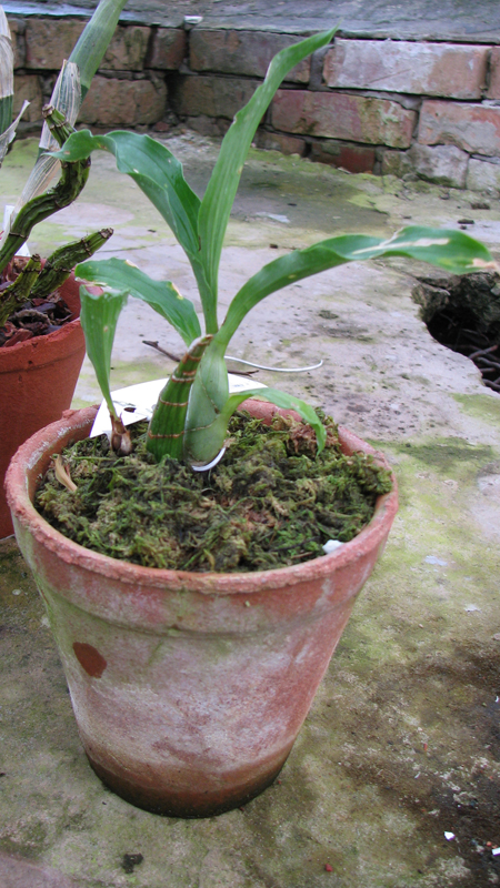 Фото орхидеи Catasetum pileatum 'Oro Verde'