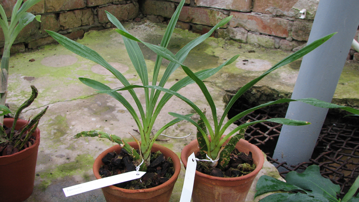 Mormodes rolfeana два на выбор