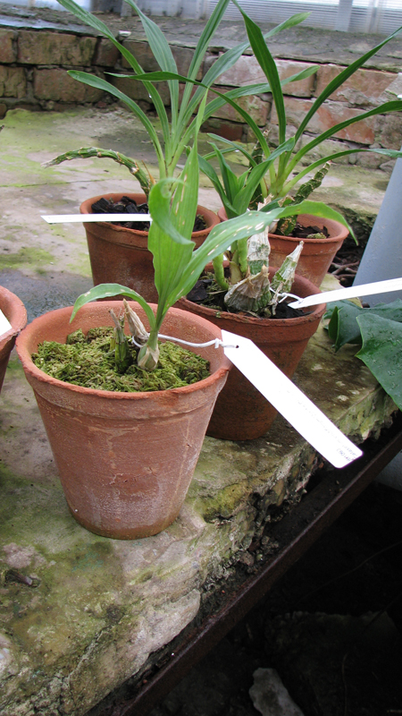 Catasetum viridiflavum 'Jumbo Green Gem'.jpg