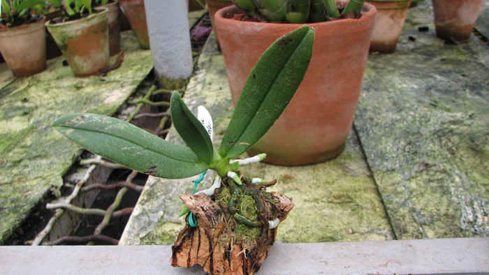 С цветоносом