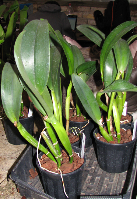 Brassolaeliocattleya Ports of Paradise'Green Ching Hua'.jpg