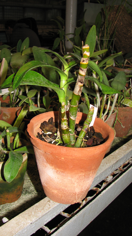 Dendrobium Tengkwei.jpg