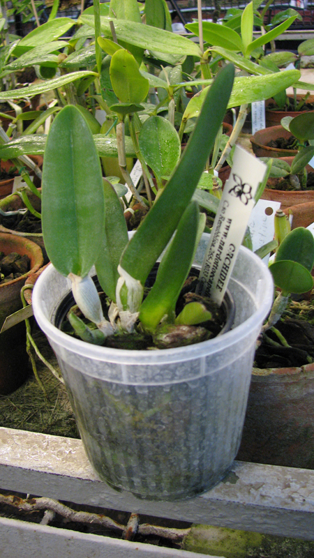 Brassavola digbyana var fimbripetala.jpg