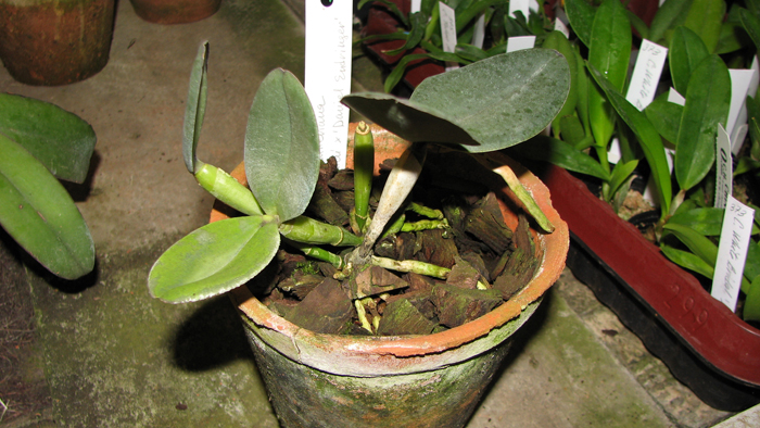Cattleya schilleriana 'Ibiraçú' x Cattleya schilleriana 'Daniel Endringer'.jpg