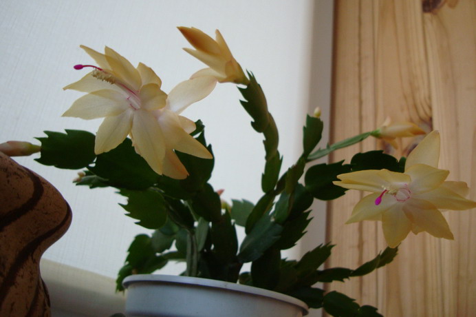 Светло желтая.