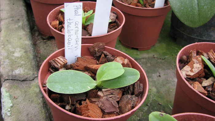 Фото орхидеи Phalaenopsis cornu cervi var. thalebanii