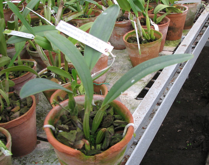 Фото орхидеи Cattleya lueddemanniana tipo 'Pinky' x Cattleya lueddemanniana rubra 'Gesia'