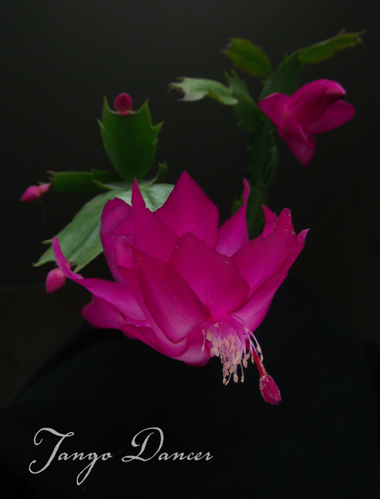 Торжественный портрет