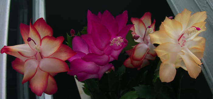 В компании с Samba Brazil и Sol Brazil