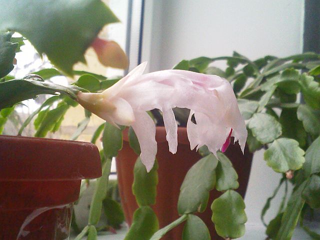 белая подгулявшая уже. не успела сфоткать цветение.