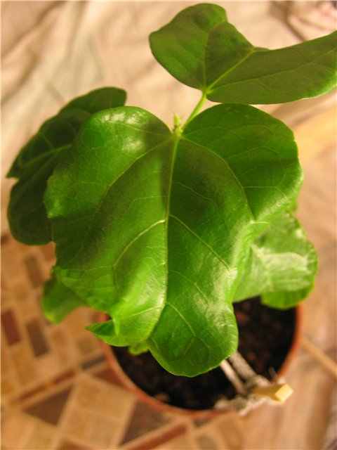 ? Night Runner лист