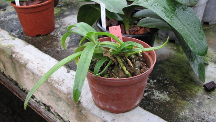 Sarcochilus Fitzhart fitzgeraldii x hartmannii.jpg