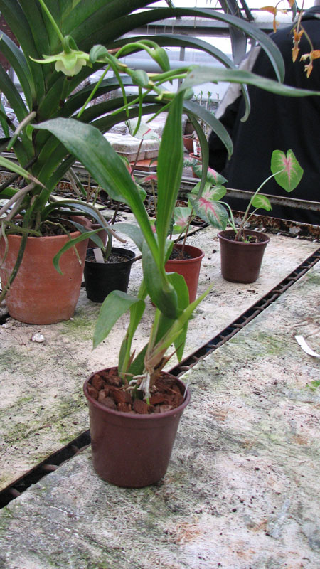 Zygopetalum 'Rhein Moonlight'.jpg