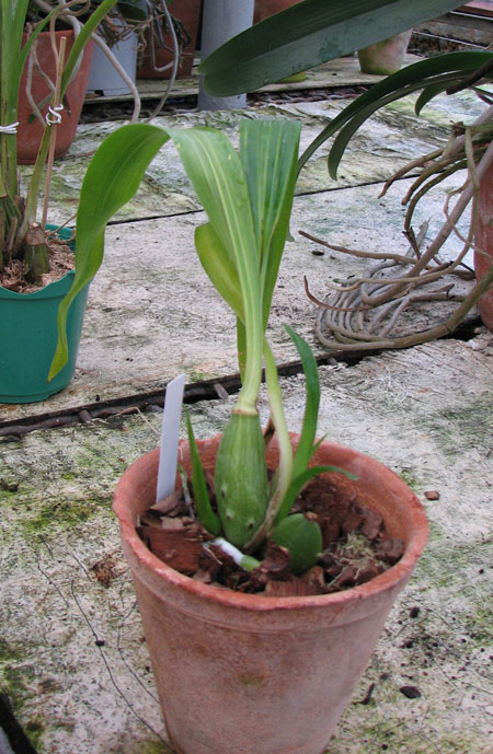 Zygopetalum Rhein Harlequin 'Cappuccino'.jpg