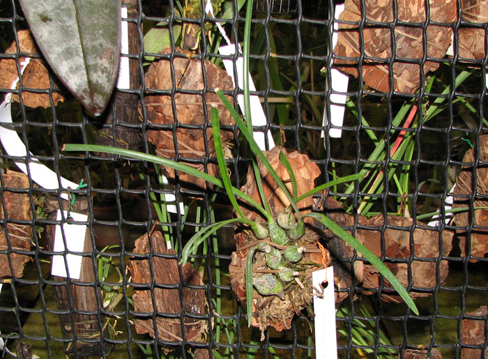 Encyclia bractescens.jpg