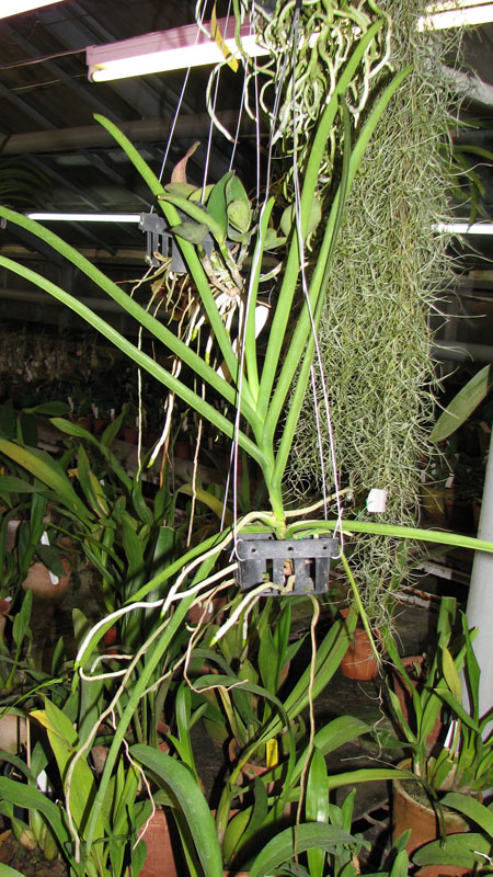 Vanda JVB ‘Tan Hun Siang’ x Vanda ‘Kasem's Delight’.jpg