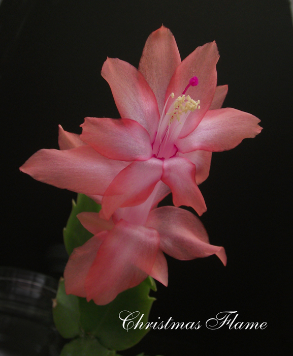 ChristmasFlame.jpg
