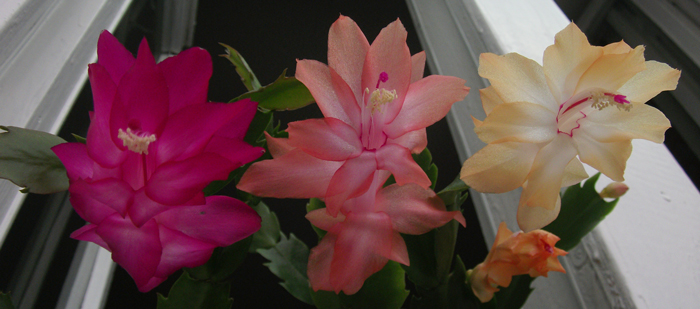 Вместе с Tango Dancer и Sol Brazil