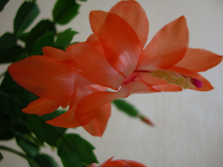 Которая была персиковая