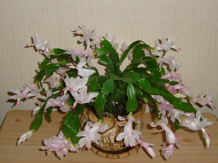 Которая была нежно розовая