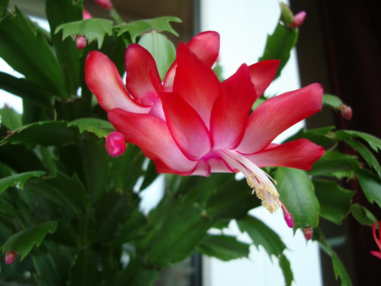 Которая была трехцветная