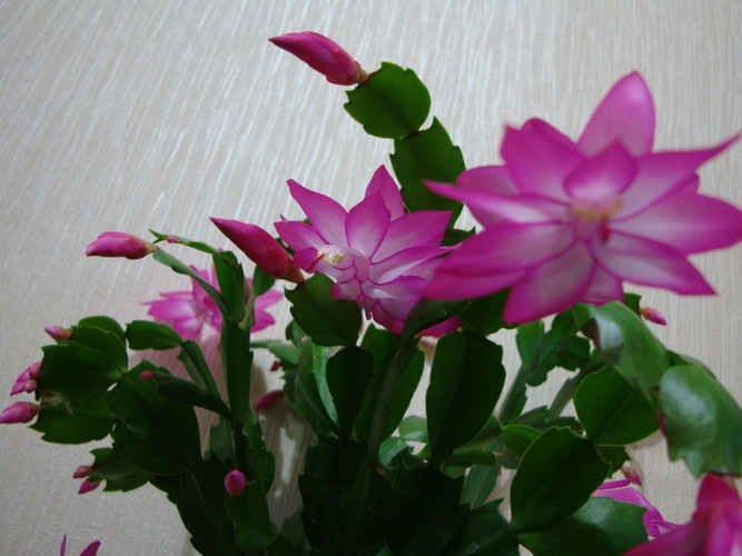 Изображение 750.jpg