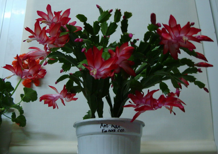 Изображение 663.jpg