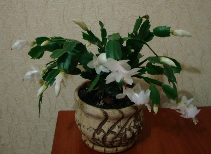 чисто белый без розовинок