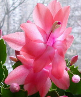 Шлюмбергера персиковая 11.jpg