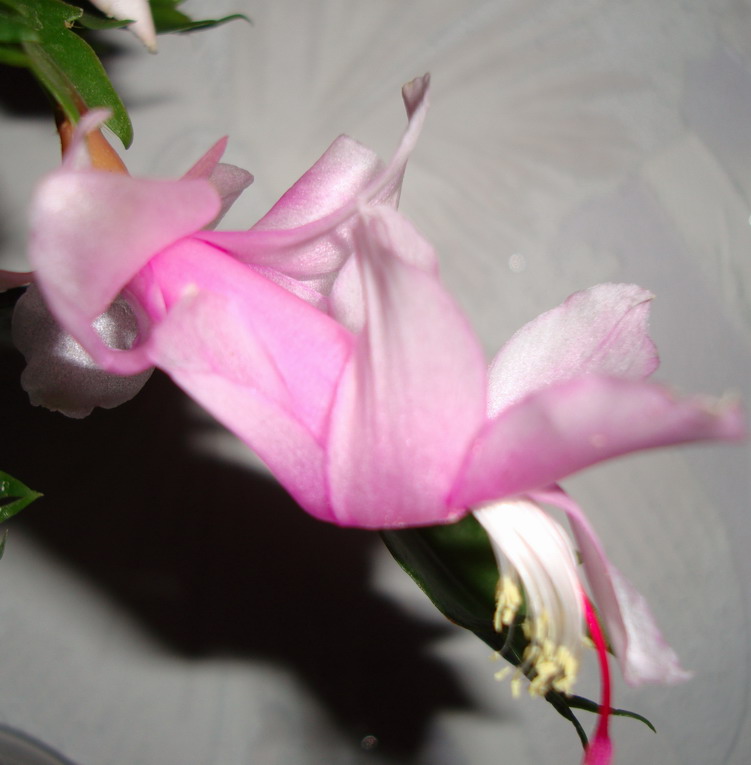 Шлюмбергера нежно розовая.jpg