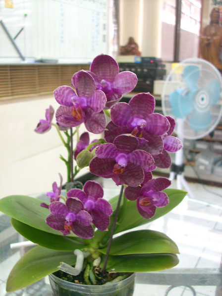 Doritaenopsis I-Hsin Spot Eagle.jpg