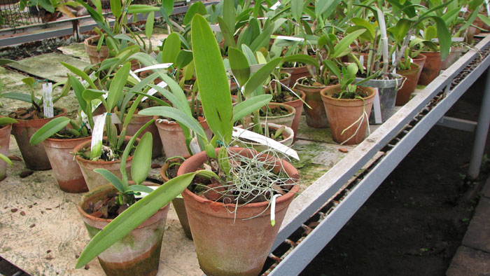 Фото орхидеи C. mendelli concolor 'Bucaramanga'x SELF