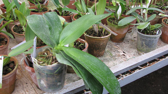 Фото орхидеи Phalaenopsis Tzu Chiang Chrisna