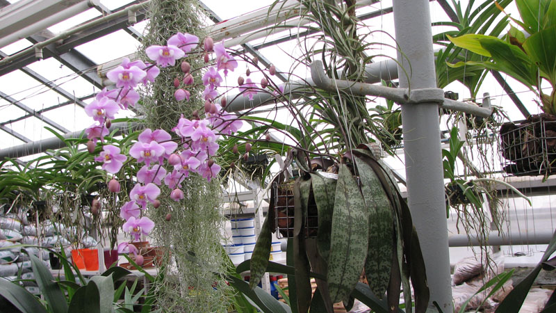 Фото орхидеи Phalaenopsis schilleriana