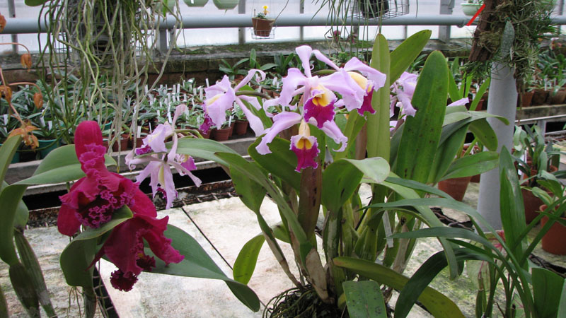 Цветущие каттлеи в орхидейной теплице.jpg
