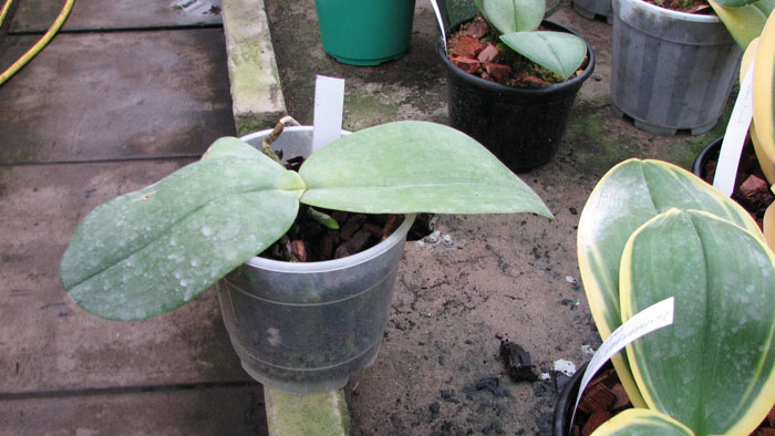 Phalaenopsis gigantea.jpg