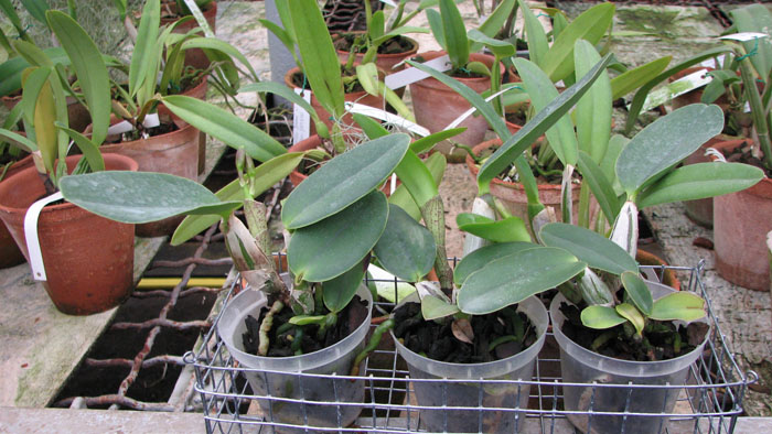 Фото орхидеи Cattleya walkeriana с бутонами